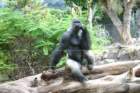 loroparque_small.jpg