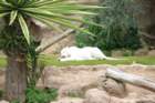 loroparqueiii_small.jpg